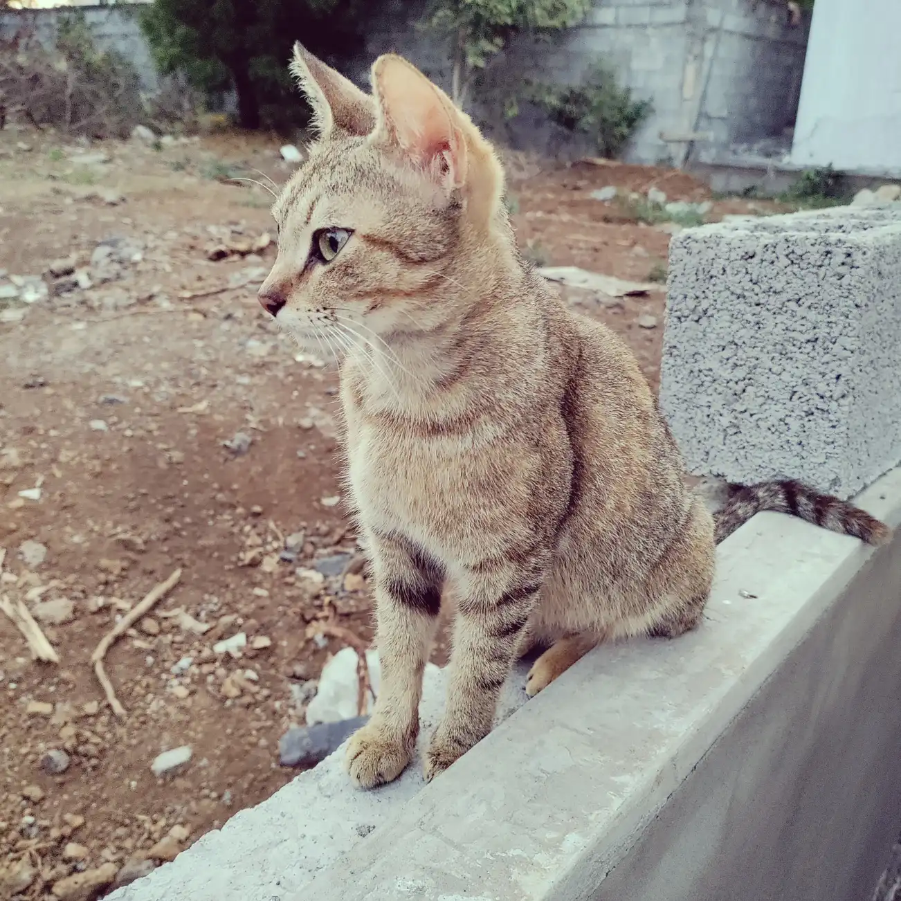 2023 Oct - My first pokemon cat - Maomao